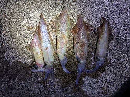 ケンサキイカの釣果