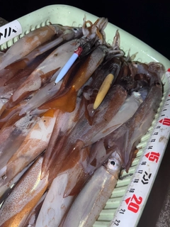 スルメイカの釣果