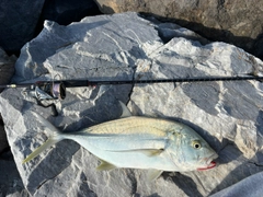 オニヒラアジの釣果