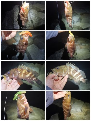 アコウの釣果