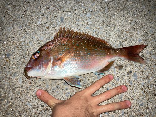タイの釣果