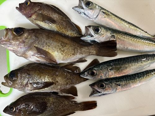 シロメバルの釣果