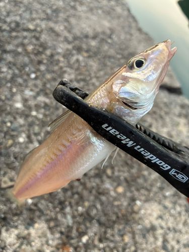 キスの釣果