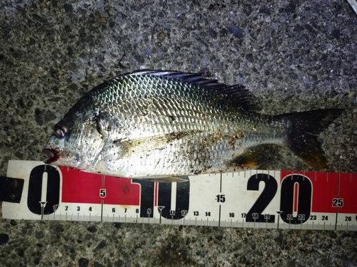 相模川河口で釣れたタイの釣り・釣果情報 - アングラーズ | 釣果600万