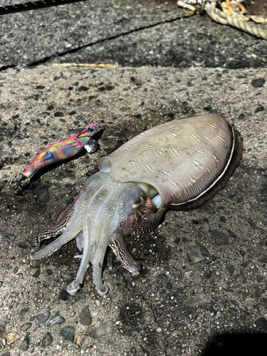 コウイカの釣果