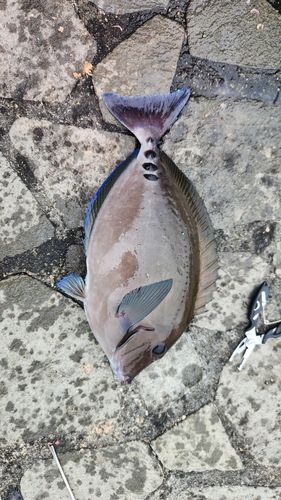 ニザダイの釣果