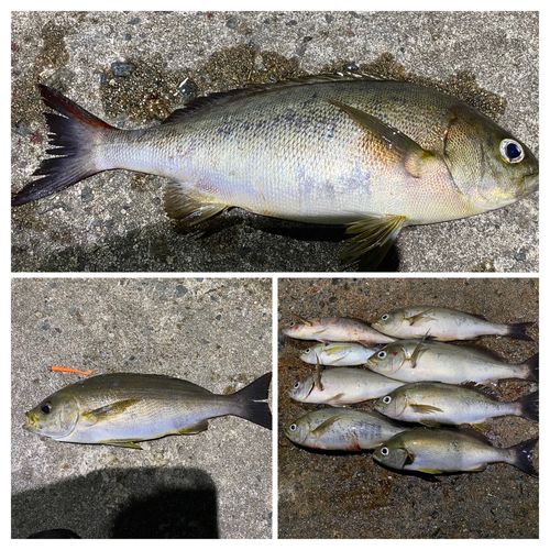 イサキの釣果