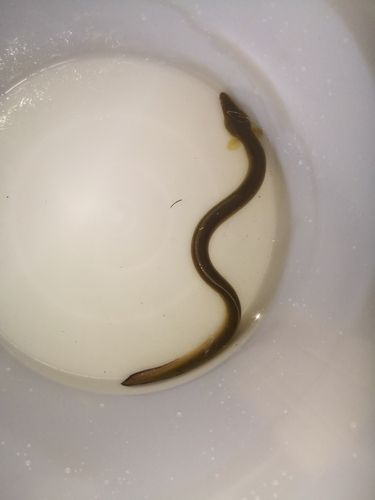 ウナギの釣果