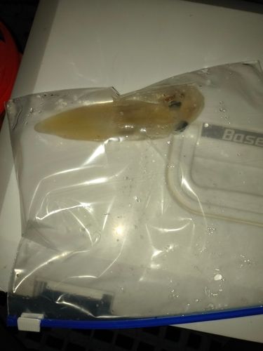 ケンサキイカの釣果
