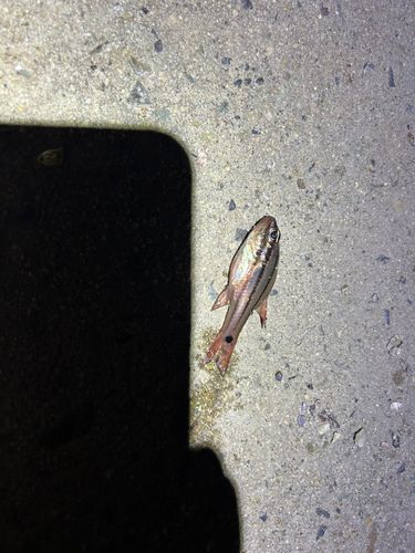 クロイシモチの釣果