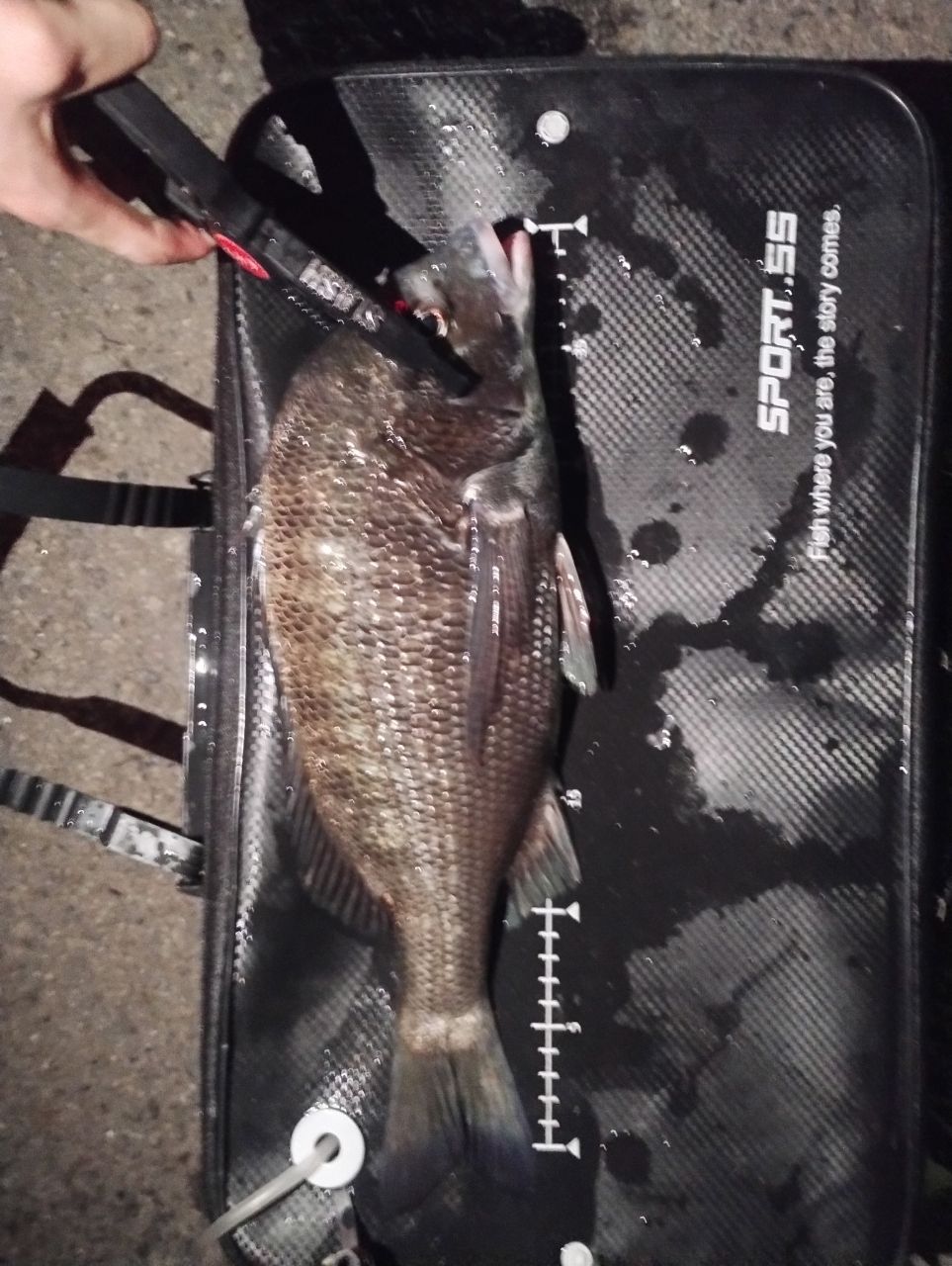 SHIMANO 19ソアレ BB アジング S64UL-Sの最安値・インプレ・釣果