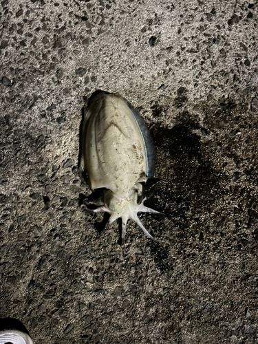 コウイカの釣果