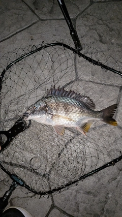 キビレの釣果