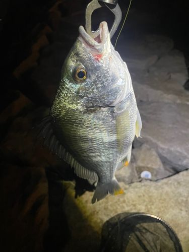 キビレの釣果