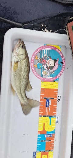 ラージマウスバスの釣果