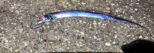 タチウオの釣果