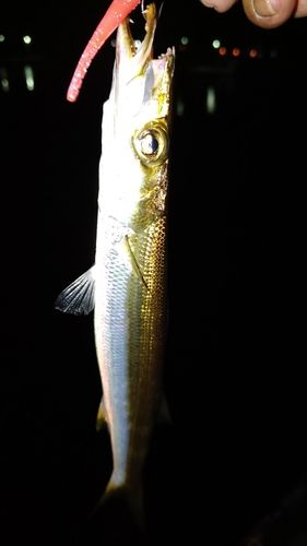 カマスの釣果