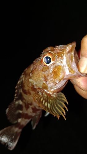 ガシラの釣果