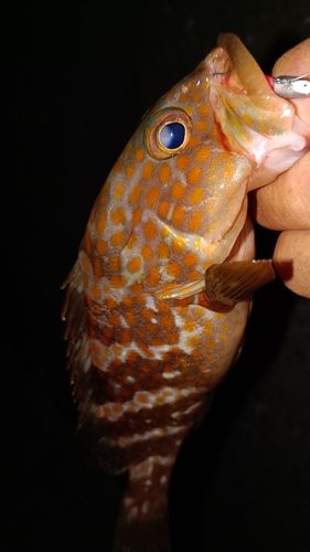 アコウの釣果