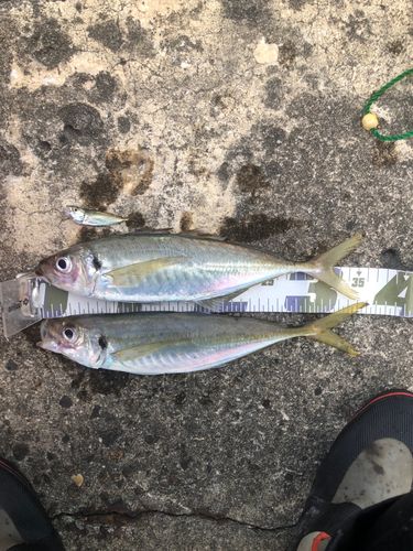 アジの釣果