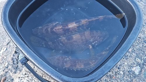 キジハタの釣果