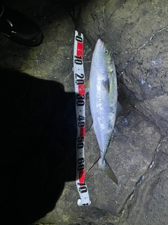 ワラサの釣果