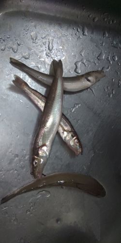 キスの釣果