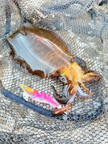 アオリイカの釣果