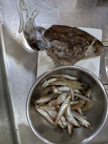 シロギスの釣果