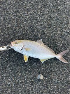 ショゴの釣果