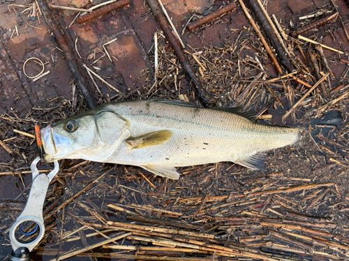 フッコ（マルスズキ）の釣果