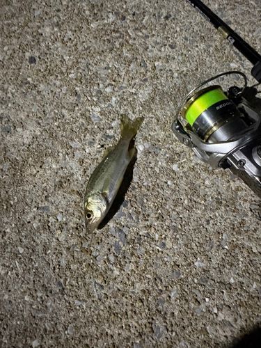 セイゴ（マルスズキ）の釣果