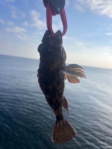 キジハタの釣果