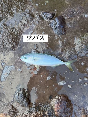 ツバスの釣果