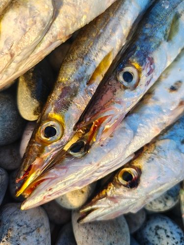 カマスの釣果
