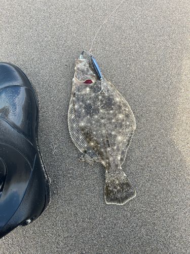 ヒラメの釣果