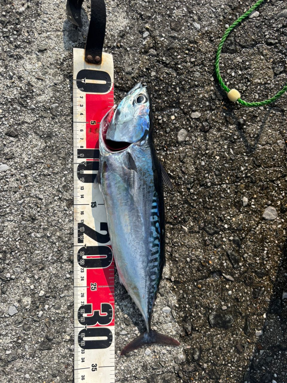 DAIWA 19レグザ LT3000D-CXHの最安値・インプレ・釣果 | 本音の口コミ