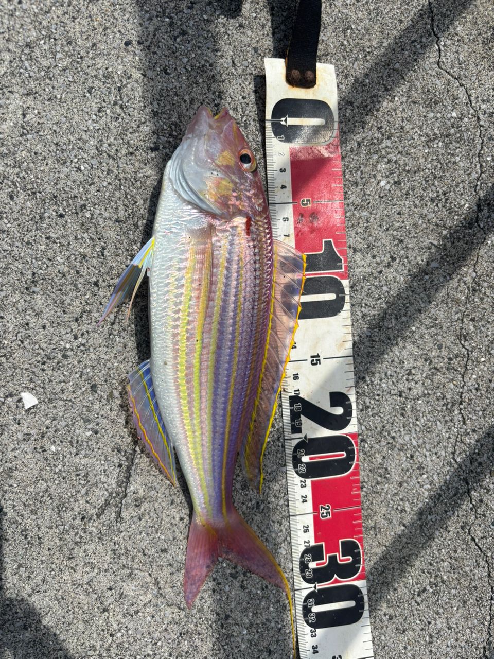 DAIWA 19レグザ LT3000D-CXHの最安値・インプレ・釣果 | 本音の口コミ