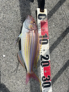 釣果