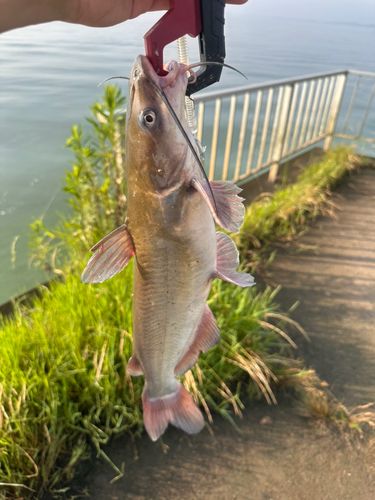 アメリカナマズの釣果