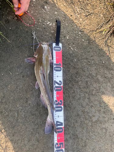 アメリカナマズの釣果