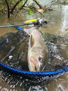 イトウの釣果