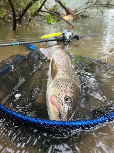 イトウの釣果