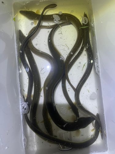 ウナギの釣果