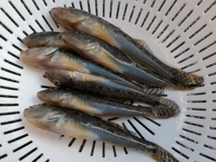 マハゼの釣果