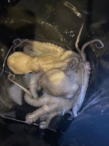 マダコの釣果