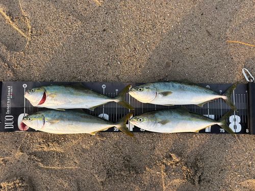 イナダの釣果