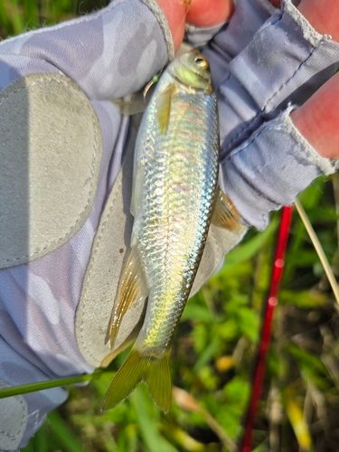 オイカワの釣果