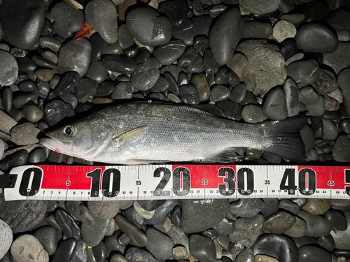フッコ（ヒラスズキ）の釣果