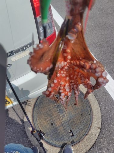 タコの釣果